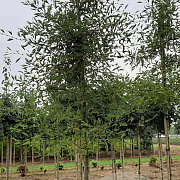 Alnus glutinosa 'Imperialis' 10-12 HO draadkluit