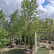 Alnus glutinosa 550-600 cm draadkluit meerstammig 400-500 diameter