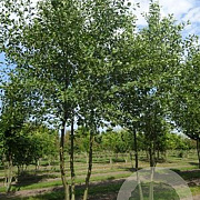 Alnus glutinosa 700-800 cm draadkluit meerstammig