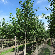 Alnus incana 25-30 HO draadkluit geveerd