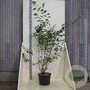 Amelanchier lamarckii 150-175 cm 20L meerstammig