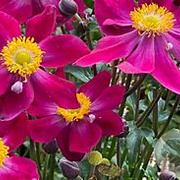 Anemone h. Fantasy Ariel GM P9