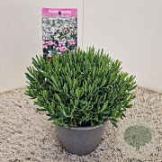 Andromeda polifolia 'Compacta' 20-25 cm 2,5L