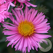 Aster n.-a. 'Rosa Sieger' GM P9
