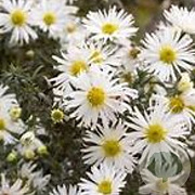 Aster n.-b. 'Eventide' GM P9