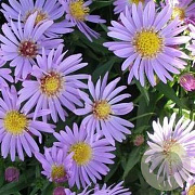 Aster 'Wood's Light Blue' GM P9
