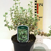 Ballota pseudodictamnus GM P9 BIO