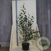 Betula utilis 'Doorenbos' 150-175 cm 20L meerstammig