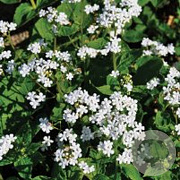 Brunnera macr. 'Betty Bowring' GM P9