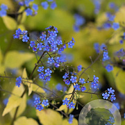 Brunnera macr. 'Dianes Gold' GM P9