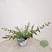 Buddleja 'Blue Chip' 40-45 cm 3,0L