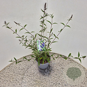 Buddleja d. 'Empire Blue' 40-50 cm 3,0L