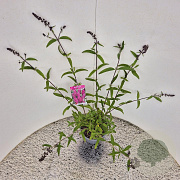Buddleja d. 'Royal Red' 40-50 cm 3,0L