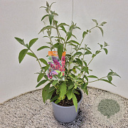 Buddleja weyer. 'Flower Power' 40-50 cm 3,0L