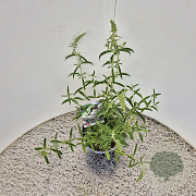 Buddleja d. 'White Profusion' 40-50 cm 3,0L