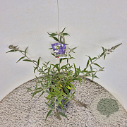 Buddleja 'Lochinch' 40-50 cm 3,0L