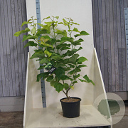 Catalpa bignonioides 'Aurea' 150-175 cm 20L meerstammig