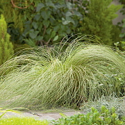 Carex comans 'Frosted Curls' GM P9 BIO