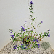Caryopteris cland. 'Heavenly Blue' 40-45 cm 2,5L