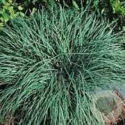 Carex flacca GM P9 BIO