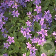 Campanula lact. 'Pouffe' GM P9