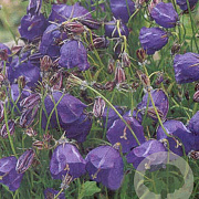 Campanula pulloides 'G.F. Wilson' GM P9