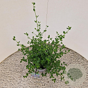 Ceanothus impressus 'Victoria' 30-40 cm 2,5L