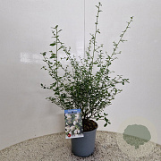 Ceanothus thyr. 'Millerton Point' 30-40 cm 2,5L