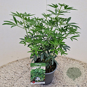 Choisya Green Fingers 30-40 cm 2,5L