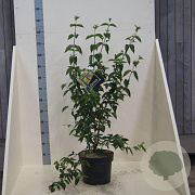 Cornus mas 80-100 cm 10L meerstammig