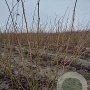 Corylus m. 'Purpurea' 125-150 cm met kluit struik