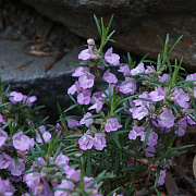 Conradina verticillata GM P9