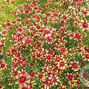 Coreopsis vert. 'Route 66' GM P9