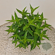 Diervilla sessilif. 'Butterfly' 30-40 cm 2,5L