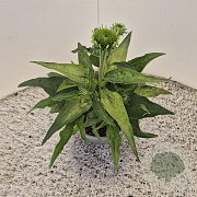 Echinacea p. 'Alba' 25-30 cm 2,5L