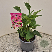 Echinacea purpurea 25-30 cm 2,5L