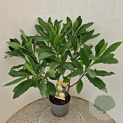 Edgeworthia chrys. 'Grandiflora' 80-85 cm 7,5L
