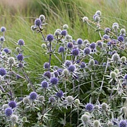 Eryngium tripartitum GM P9