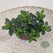 Escallonia laevis Pink Elle 25-30 cm 2,5L
