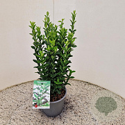 Euonymus jap. 'Green Spire' 30-35 cm 2,5L