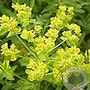 Euphorbia pal. 'Teichlaterne' GM P9