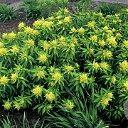 Euphorbia pal. 'Walenburg's Glorie' GM P9