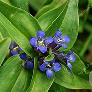 Gentiana cruciata GM P9