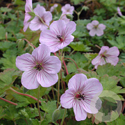 Geranium 'Joy' GM P9
