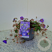 Geranium Rozanne 25-30 cm 2,5L