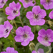 Geranium w. 'Kelly Anne' GM P9