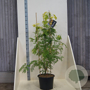 Gleditsia triac. 'Sunburst' 150-175 cm 20L meerstammig