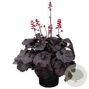 Heuchera 'Black Forest Cake' GM P9