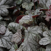 Heuchera 'Cinnabar Silver' GM P9