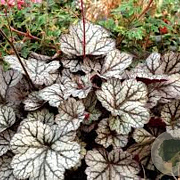 Heuchera 'Glitter' GM P9
